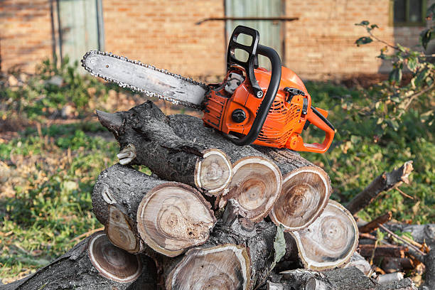 Best Tree Removal Contractors  in Hutchinson, MN